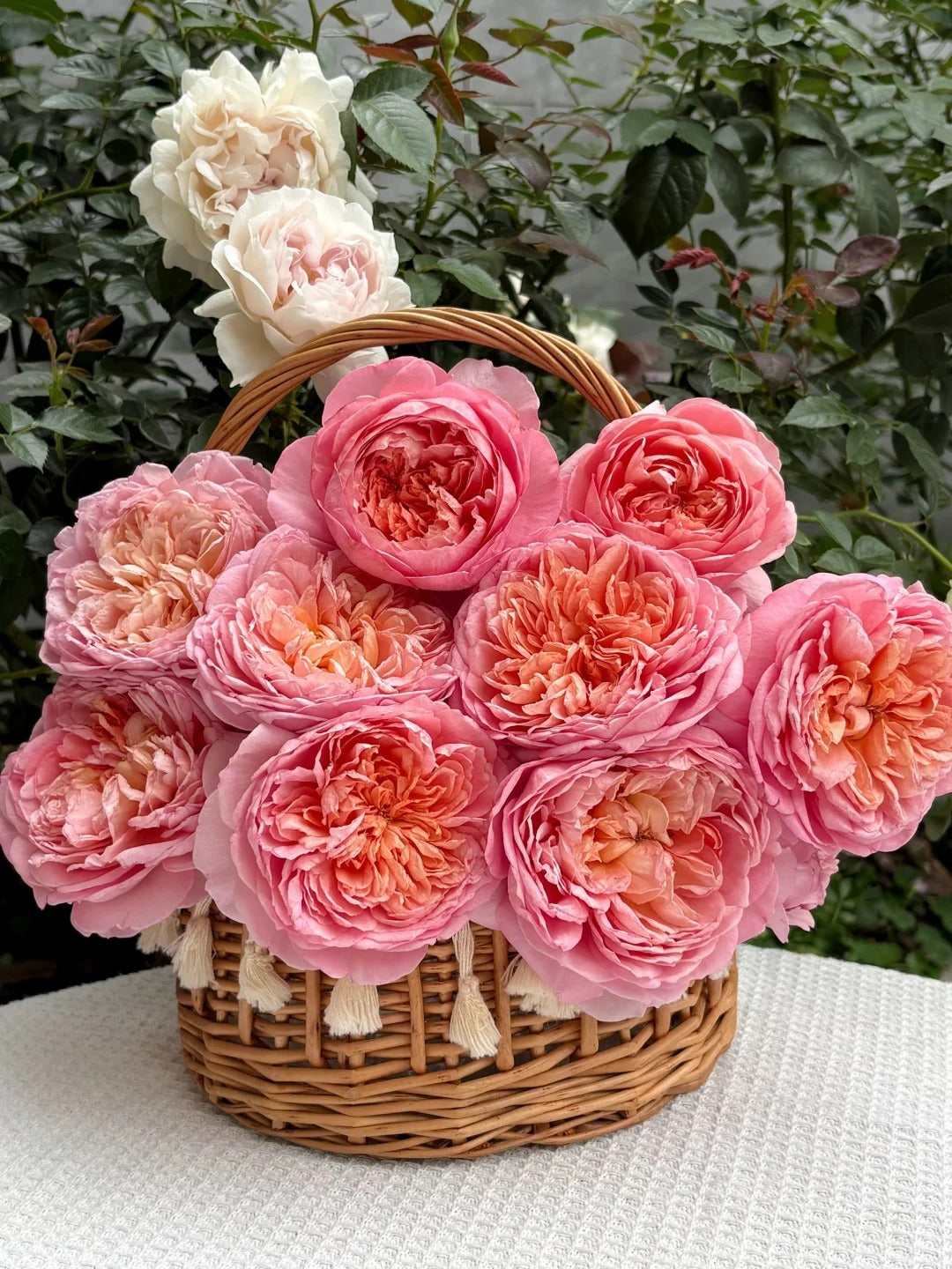 Rose 'Tao Ran’ 桃染