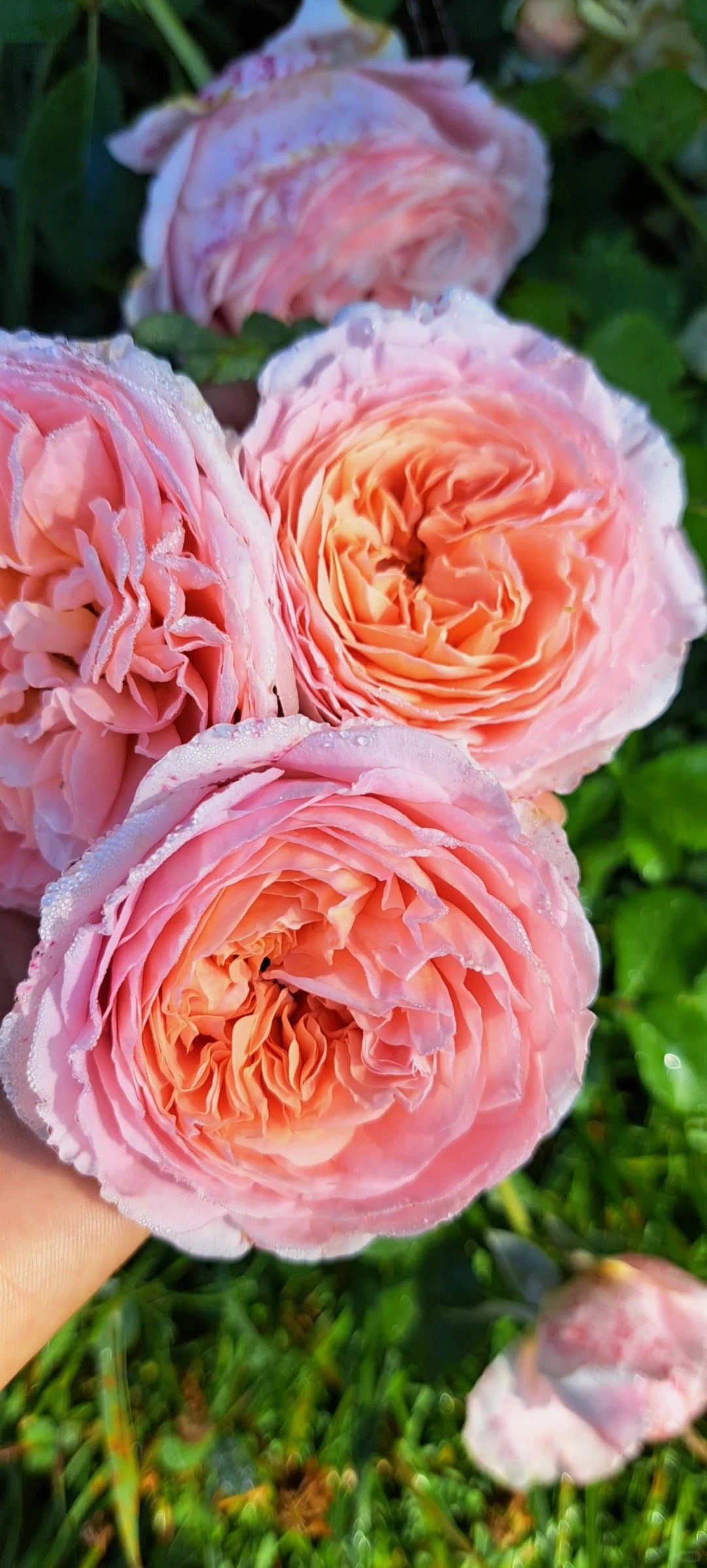 Rose 'Tao Ran’ 桃染