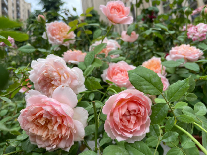 Rose 'Tao Ran’ 桃染
