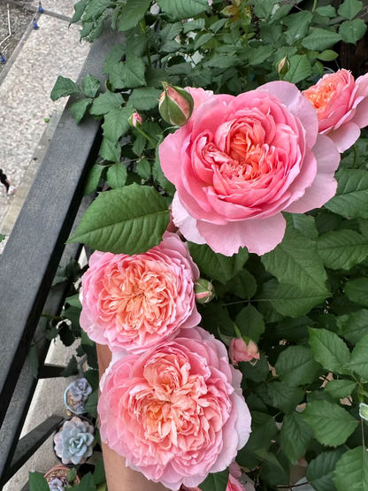 Rose 'Tao Ran’ 桃染
