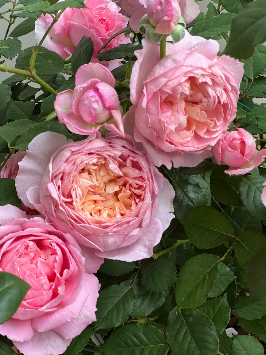 Rose 'Tao Ran’ 桃染