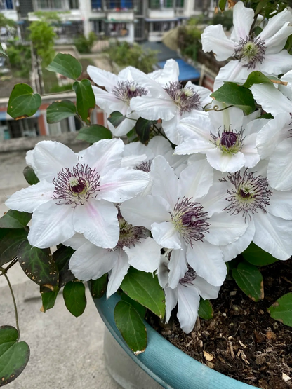Clematis 'The Countess of Wessex' 威赛斯夫人