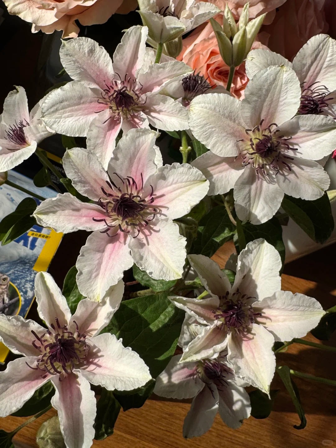 Clematis 'The Countess of Wessex' 威赛斯夫人