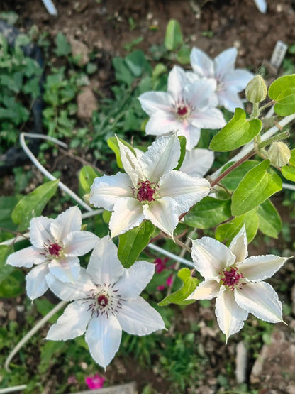 Clematis 'The Countess of Wessex' 威赛斯夫人