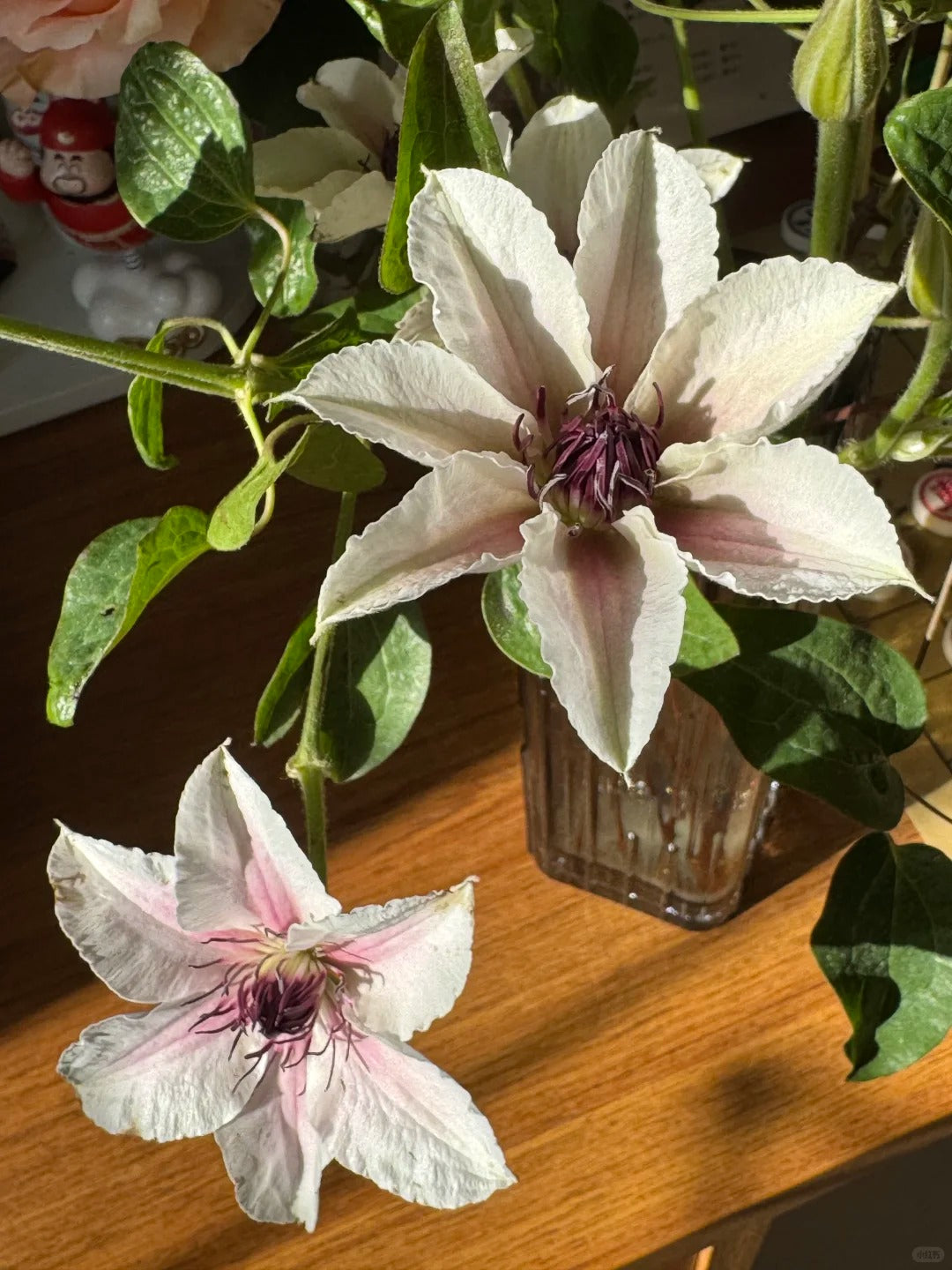 Clematis 'The Countess of Wessex' 威赛斯夫人