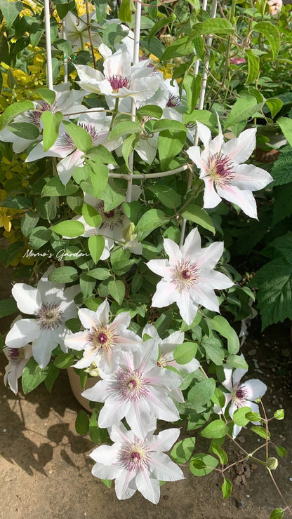 Clematis 'The Countess of Wessex' 威赛斯夫人