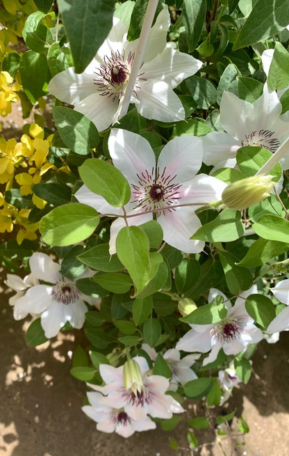 Clematis 'The Countess of Wessex' 威赛斯夫人