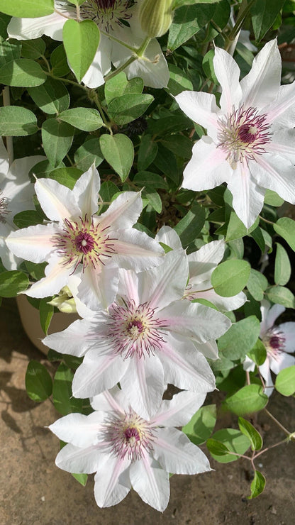 Clematis 'The Countess of Wessex' 威赛斯夫人