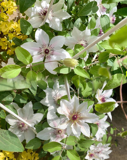 Clematis 'The Countess of Wessex' 威赛斯夫人