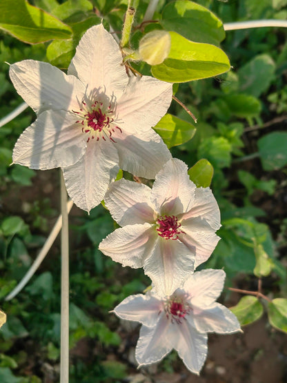 Clematis 'The Countess of Wessex' 威赛斯夫人