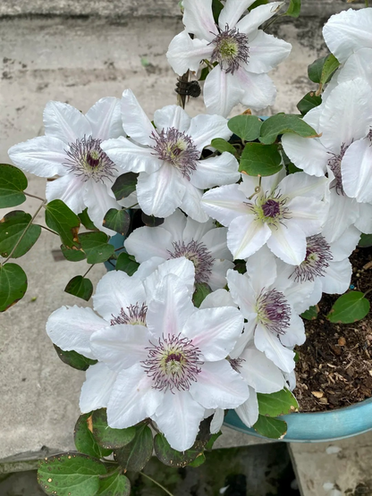 Clematis 'The Countess of Wessex' 威赛斯夫人