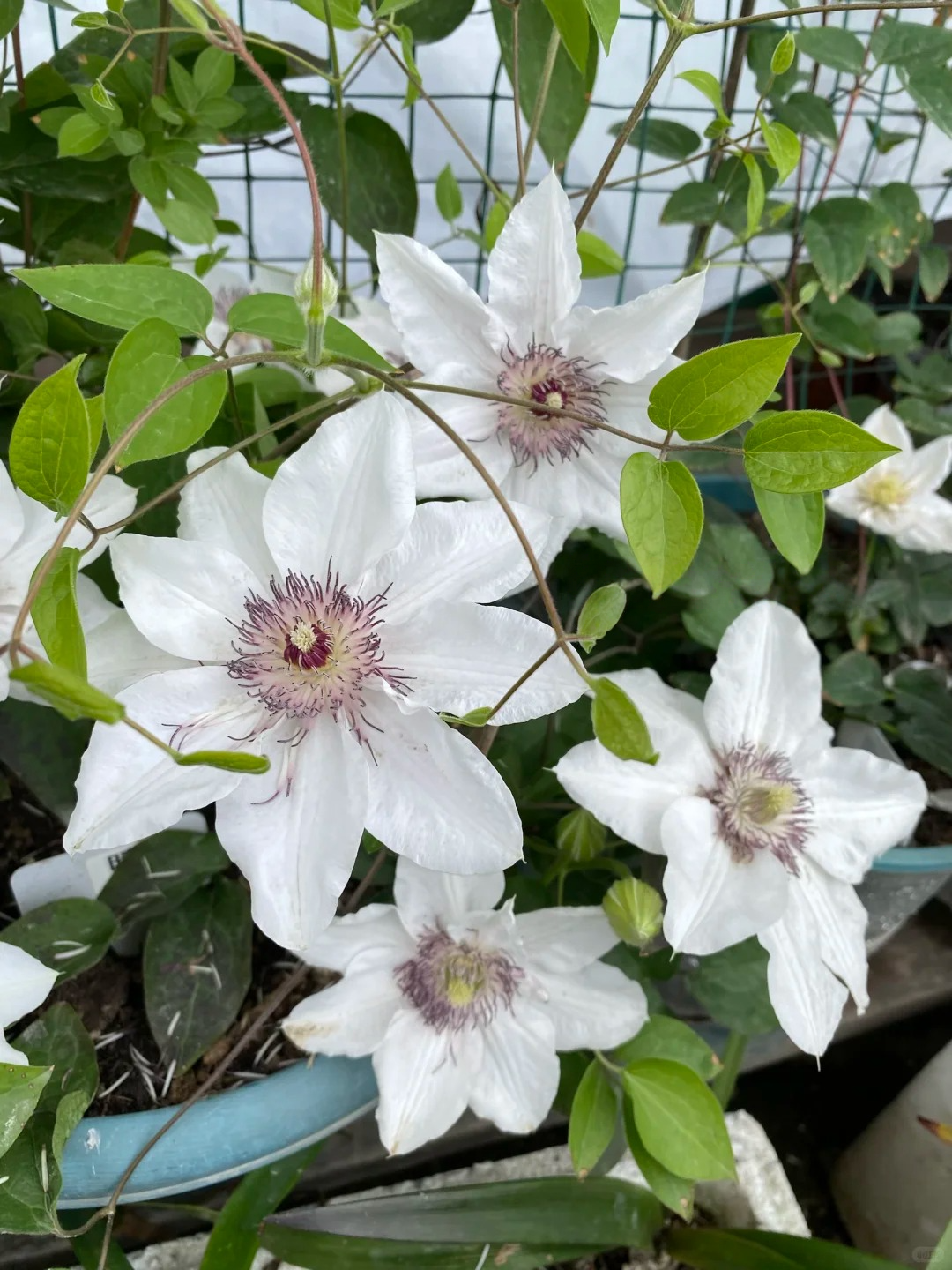 Clematis 'The Countess of Wessex' 威赛斯夫人