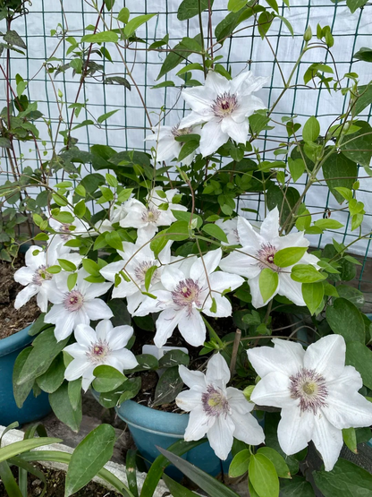 Clematis 'The Countess of Wessex' 威赛斯夫人