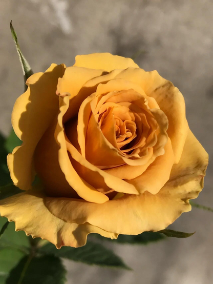Rosa 'Toffee' 太妃糖