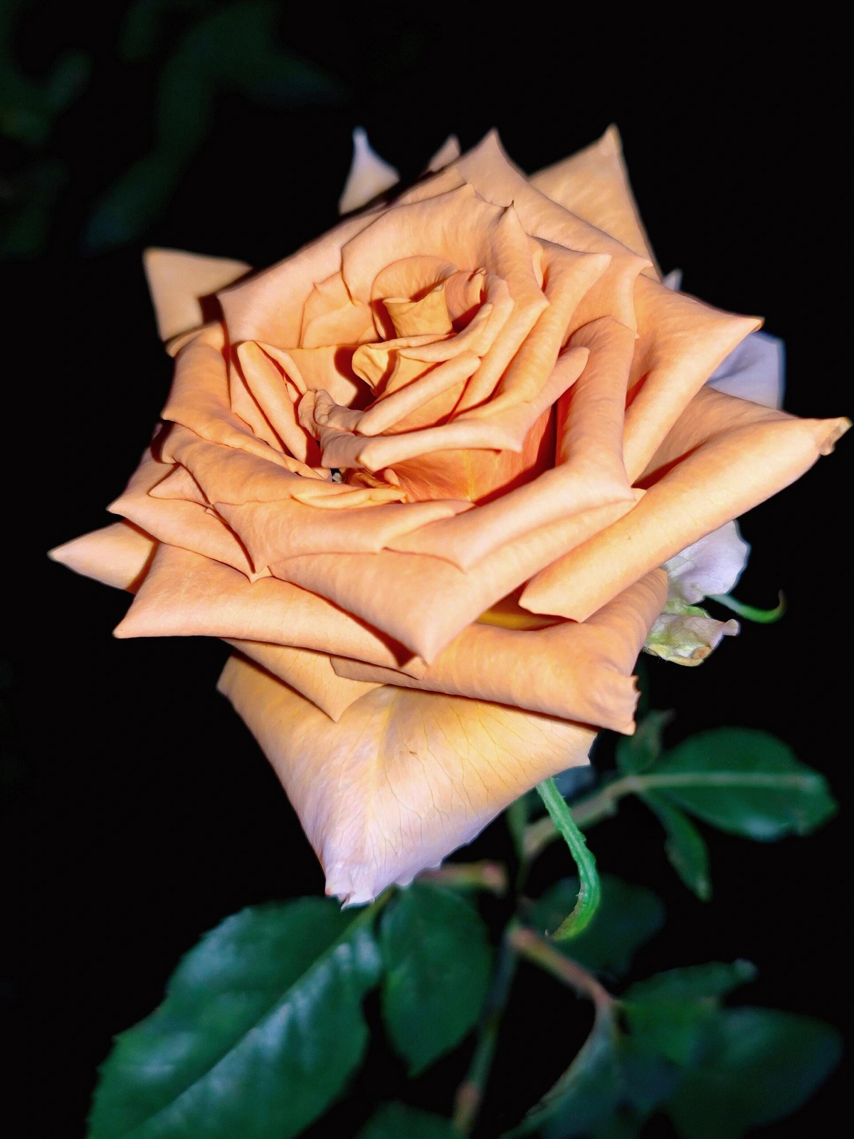 Rosa 'Toffee' 太妃糖