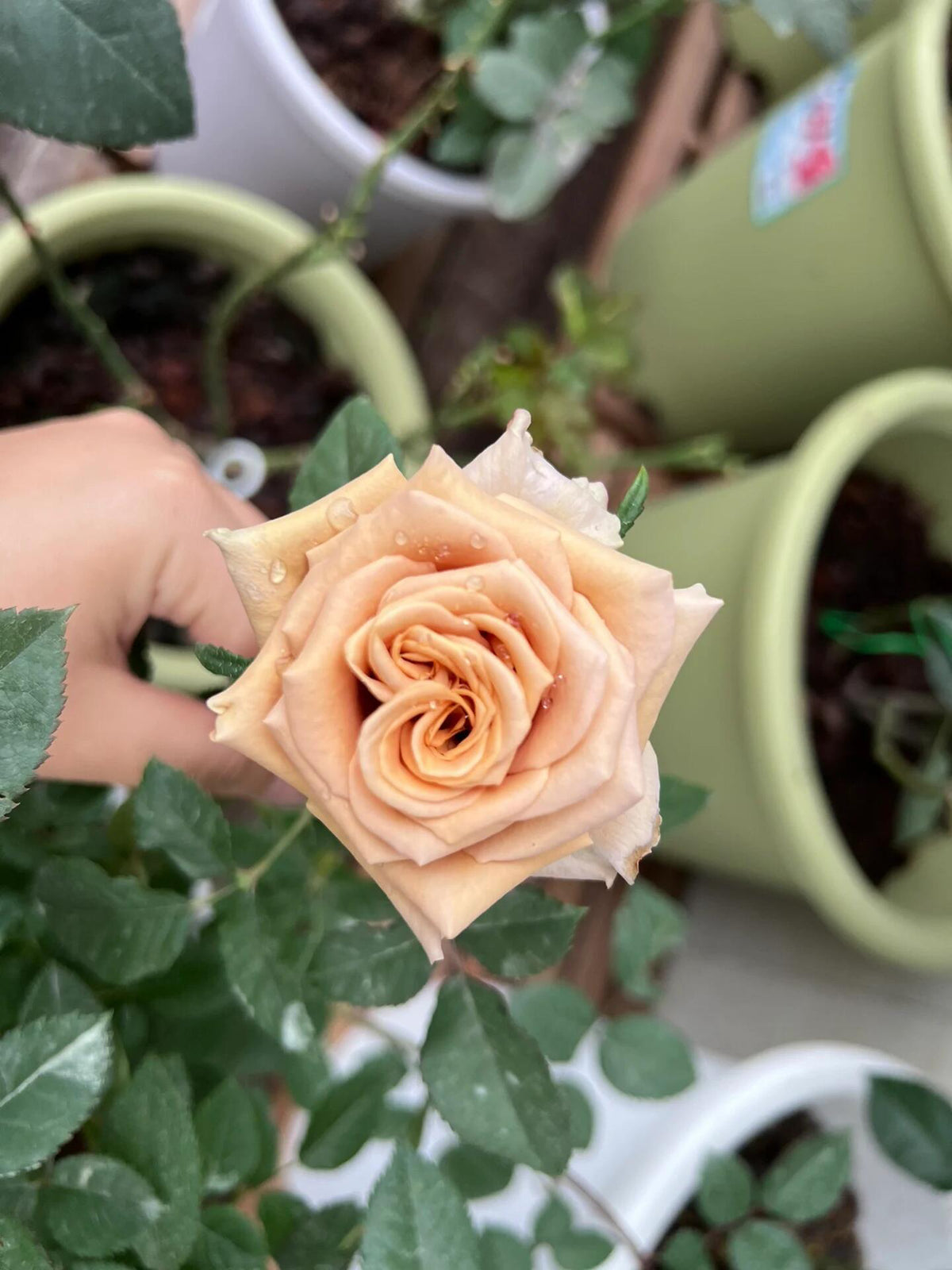Rosa 'Toffee' 太妃糖