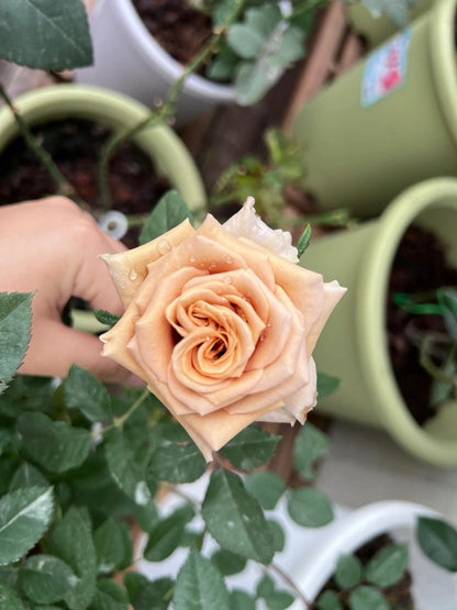 Rosa 'Toffee' 太妃糖