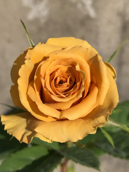 Rosa 'Toffee' 太妃糖