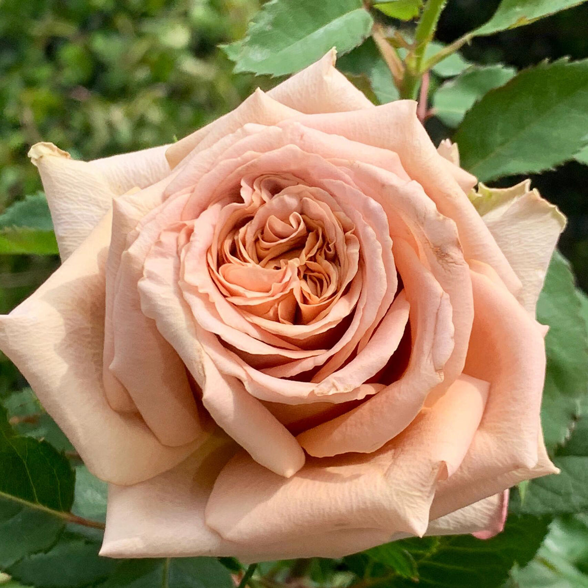 Rosa 'Toffee' 太妃糖