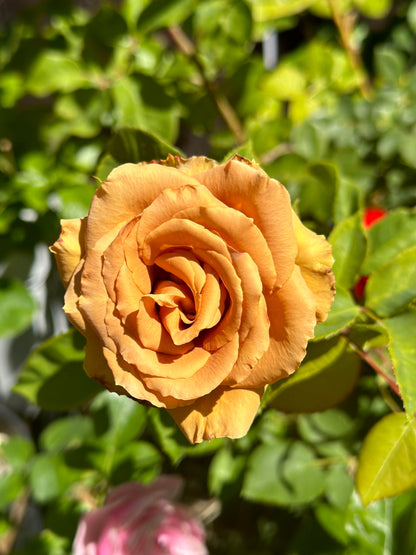 Rosa 'Toffee' 太妃糖