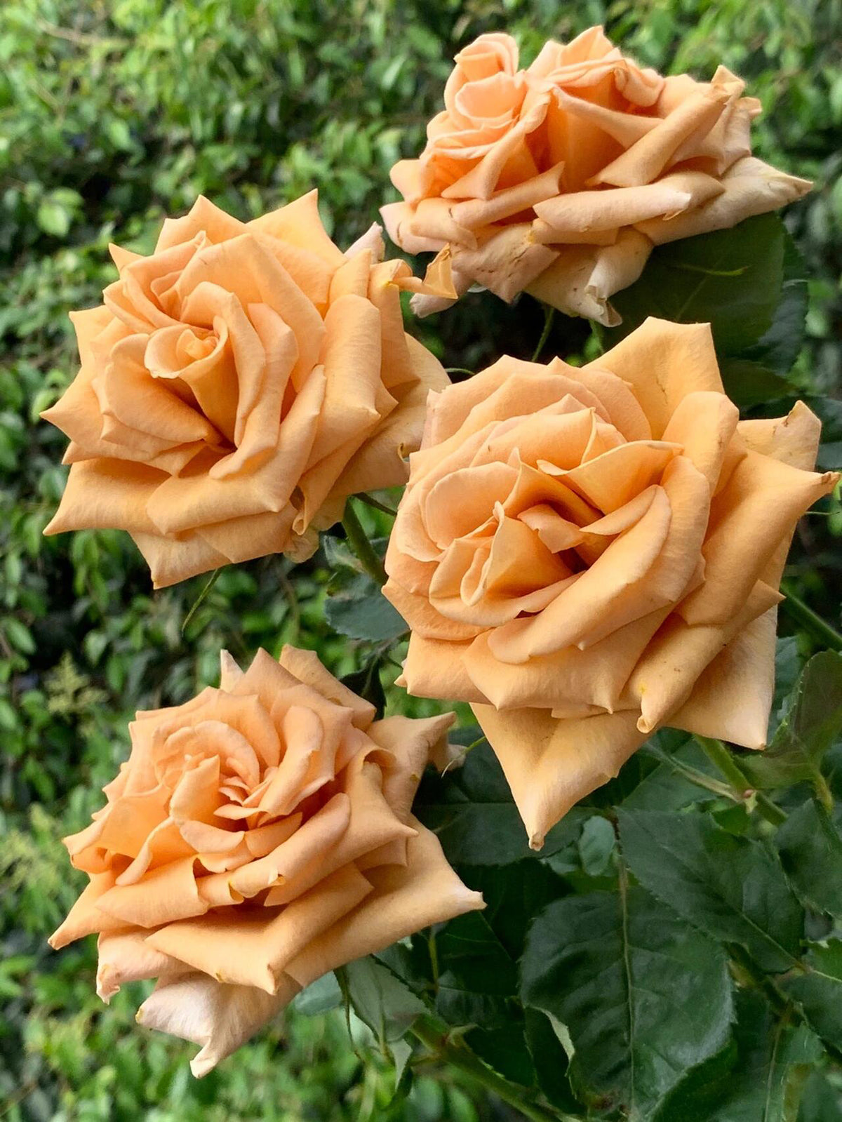 Rosa 'Toffee' 太妃糖
