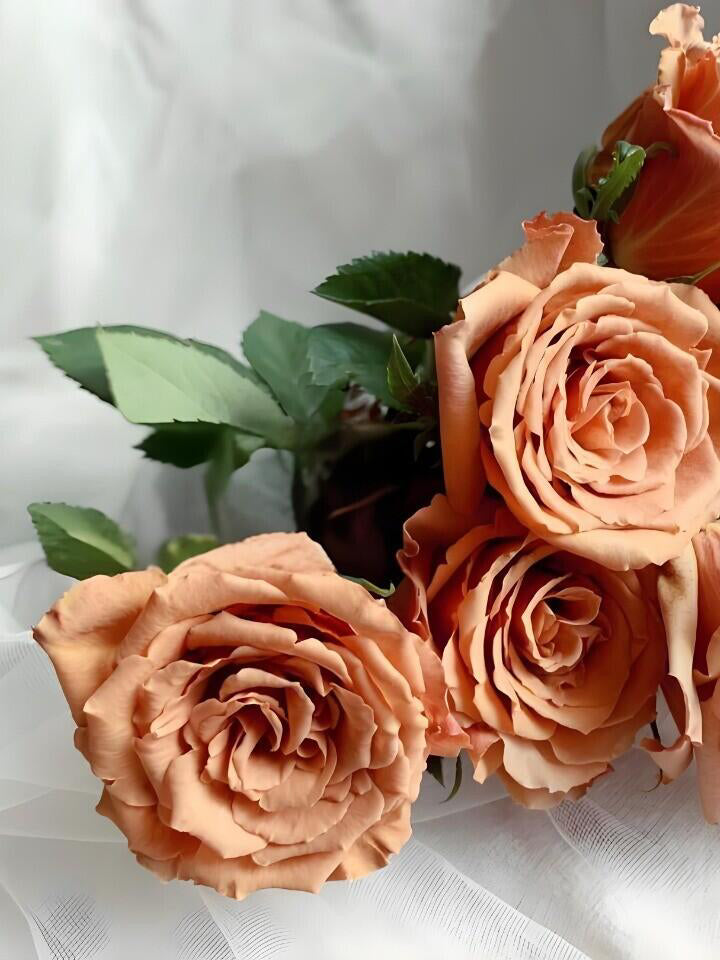 Rosa 'Toffee' 太妃糖