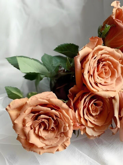 Rosa 'Toffee' 太妃糖