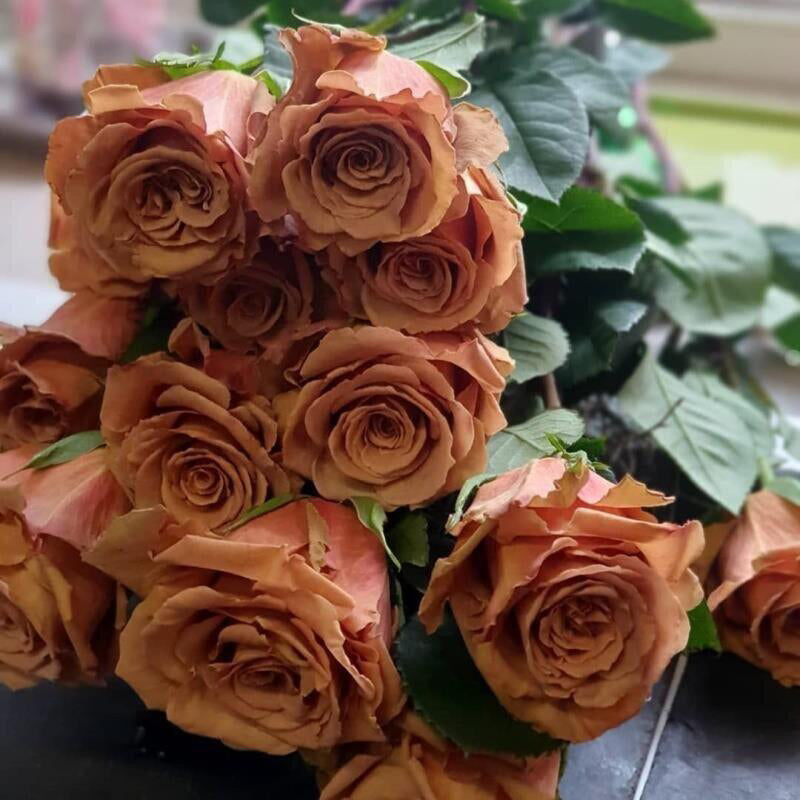Rosa 'Toffee' 太妃糖