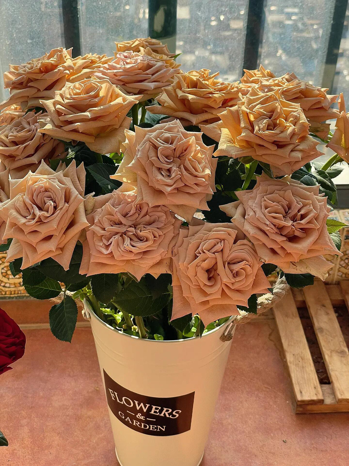 Rosa 'Toffee' 太妃糖