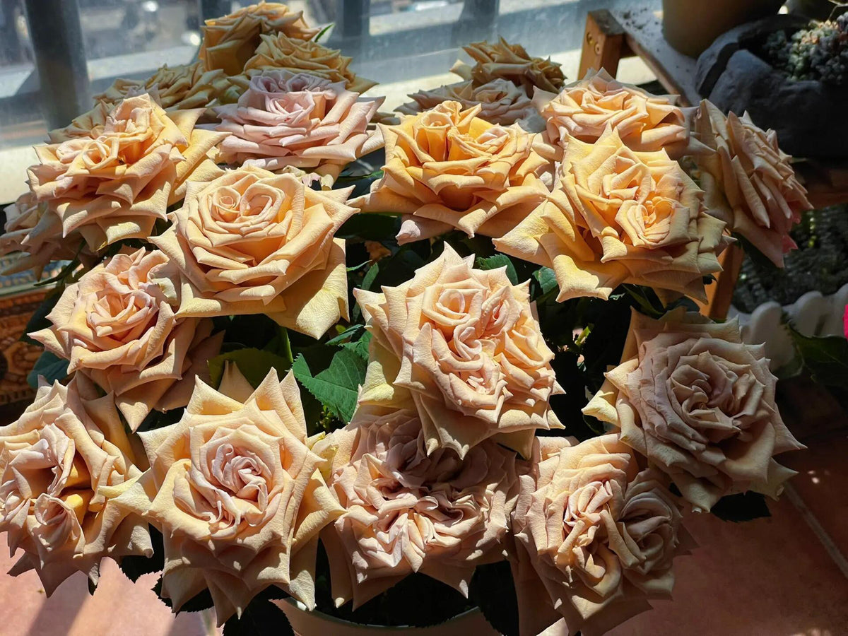 Rosa 'Toffee' 太妃糖