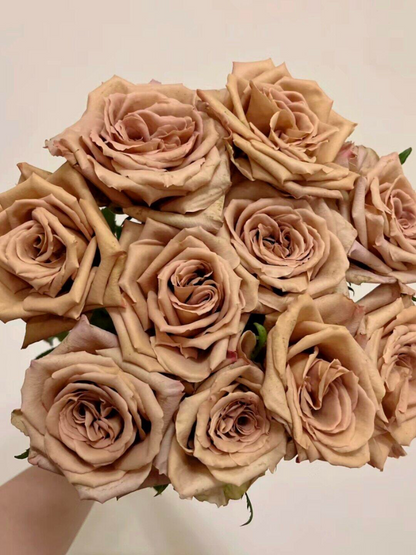 Rosa 'Toffee' 太妃糖