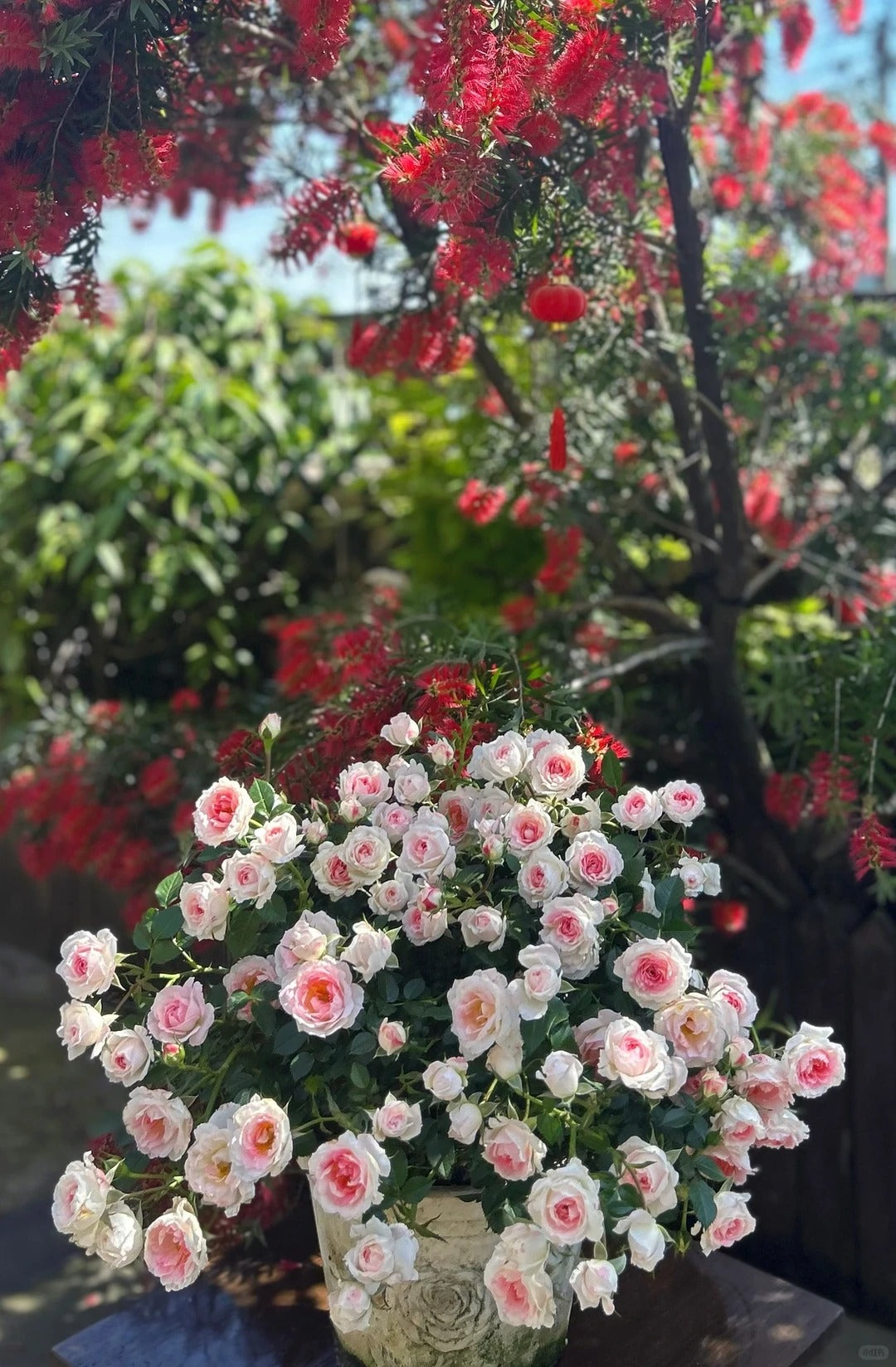 Rosa 'White Peach Ovation' 白桃妖精