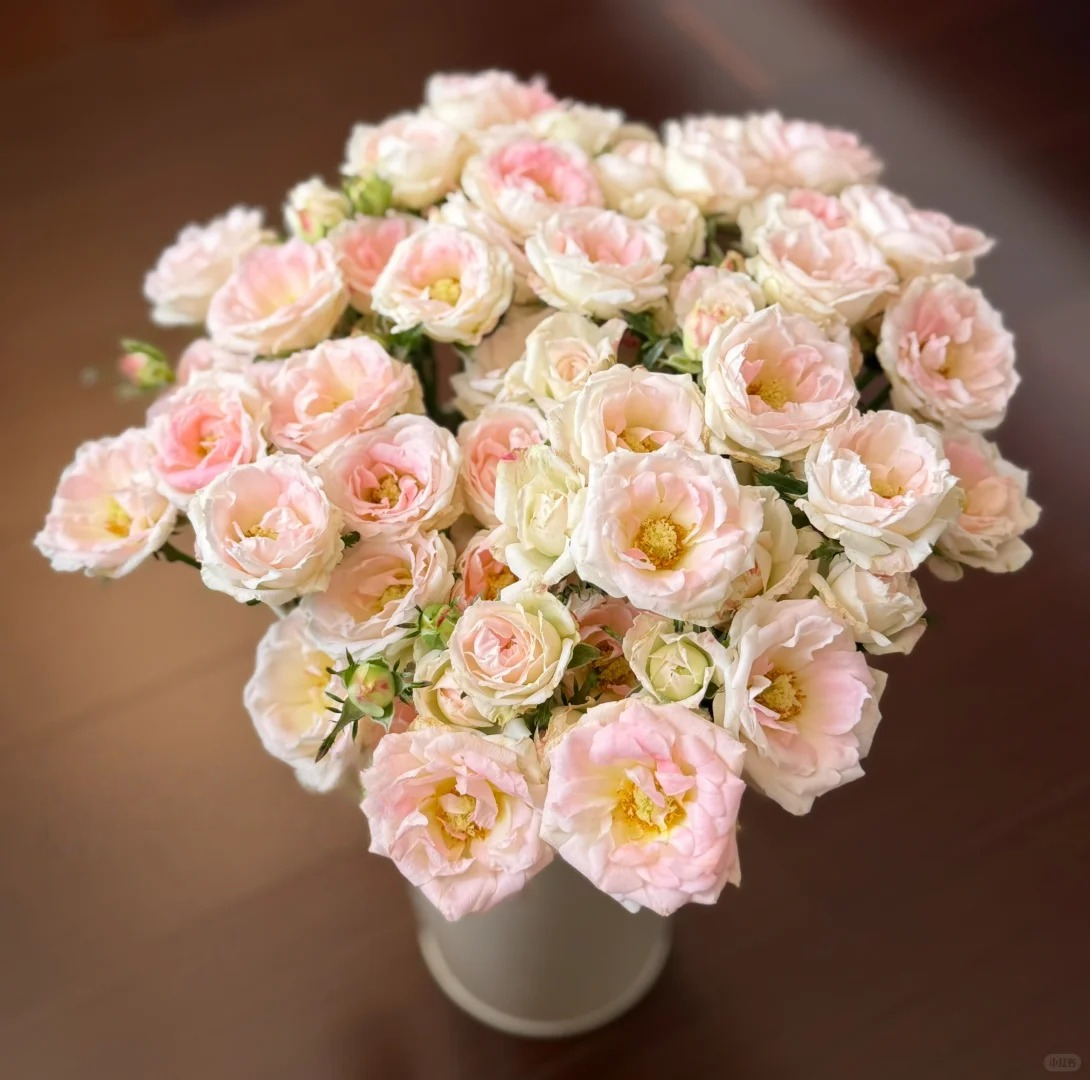 Rosa 'White Peach Ovation' 白桃妖精