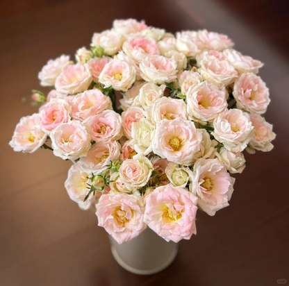 Rosa 'White Peach Ovation' 白桃妖精