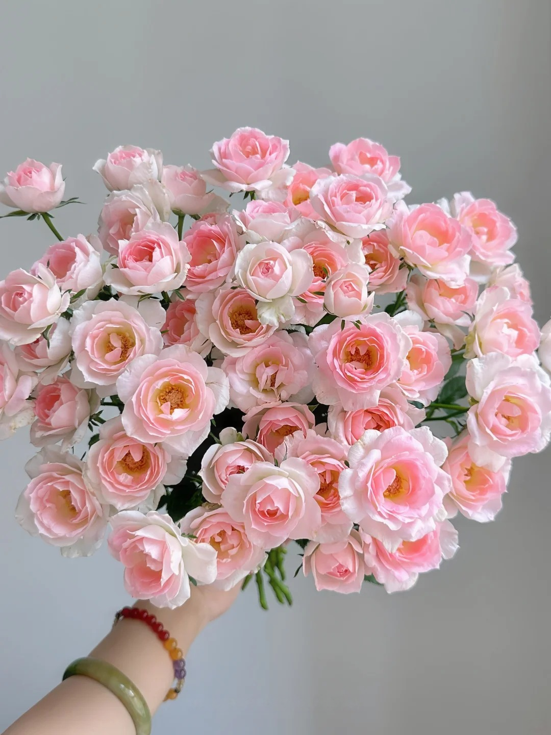 Rosa 'White Peach Ovation' 白桃妖精