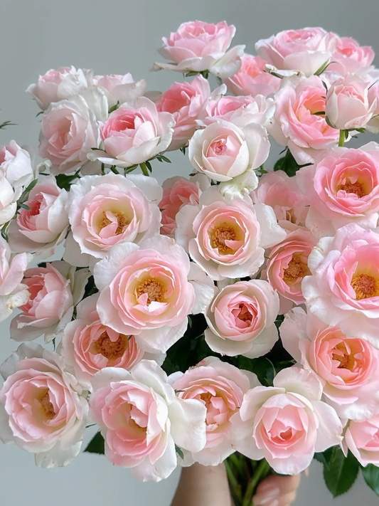 Rosa 'White Peach Ovation' 白桃妖精