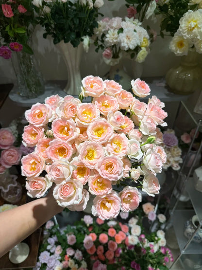 Rosa 'White Peach Ovation' 白桃妖精