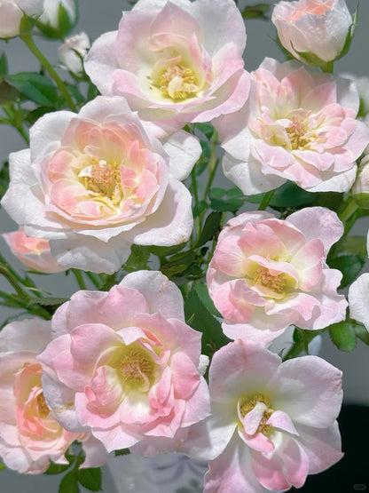 Rosa 'White Peach Ovation' 白桃妖精