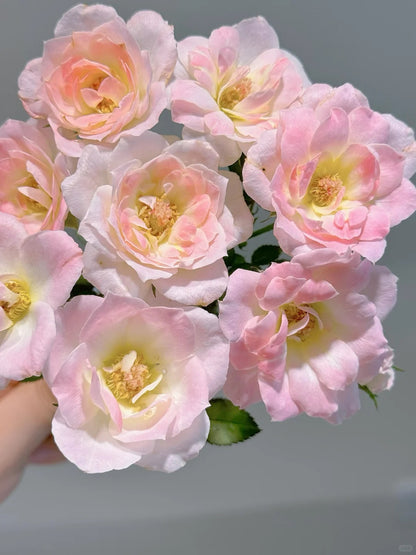 Rosa 'White Peach Ovation' 白桃妖精