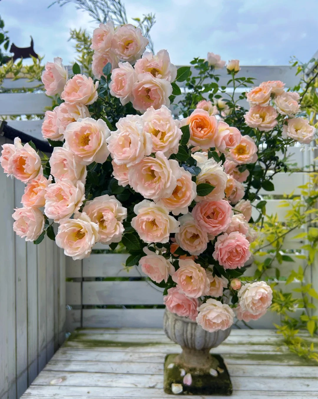 Rosa 'White Peach Ovation' 白桃妖精