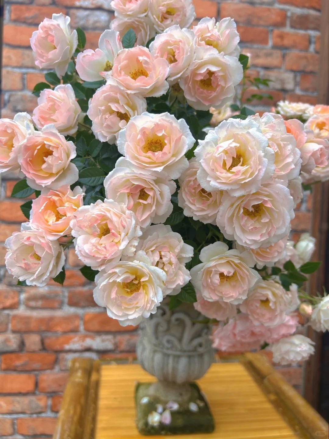Rosa 'White Peach Ovation' 白桃妖精