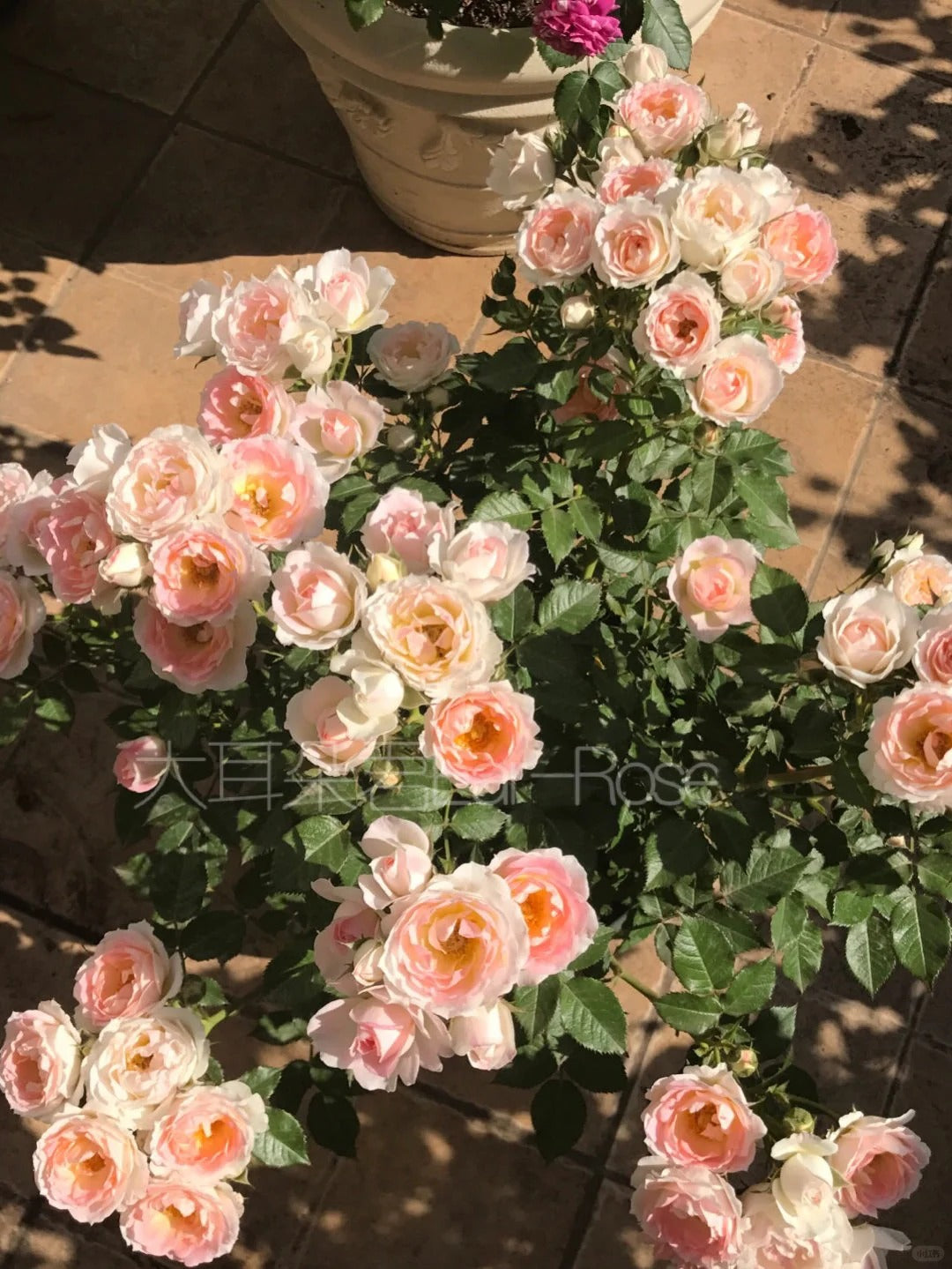 Rosa 'White Peach Ovation' 白桃妖精