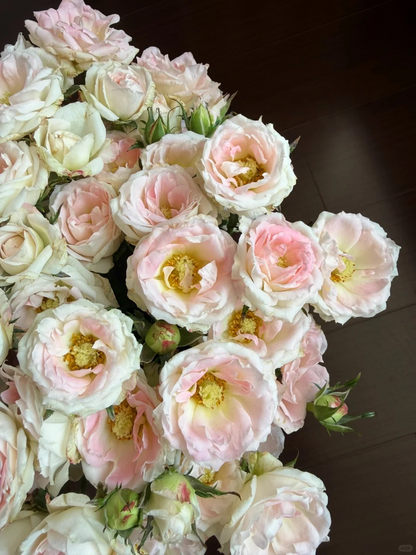 Rosa 'White Peach Ovation' 白桃妖精