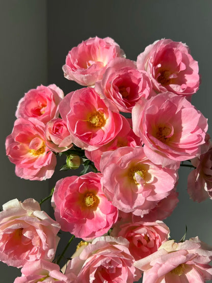 Rosa 'White Peach Ovation' 白桃妖精