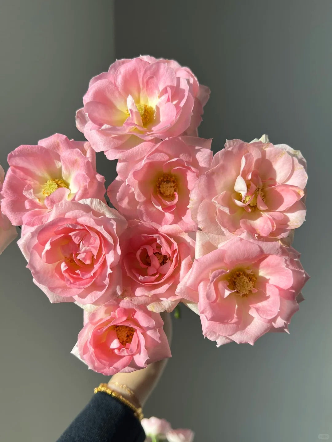 Rosa 'White Peach Ovation' 白桃妖精
