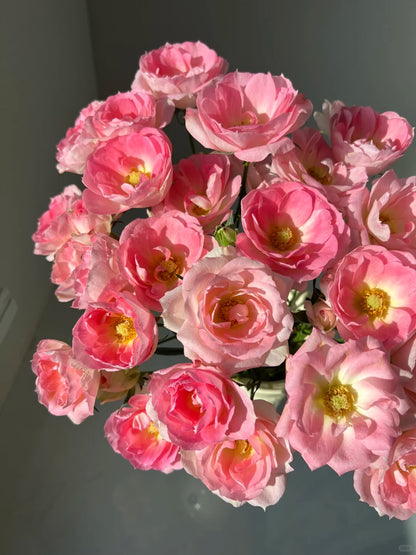 Rosa 'White Peach Ovation' 白桃妖精