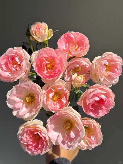 Rosa 'White Peach Ovation' 白桃妖精