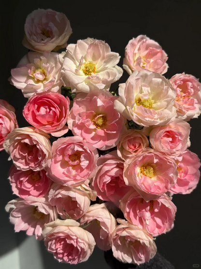 Rosa 'White Peach Ovation' 白桃妖精