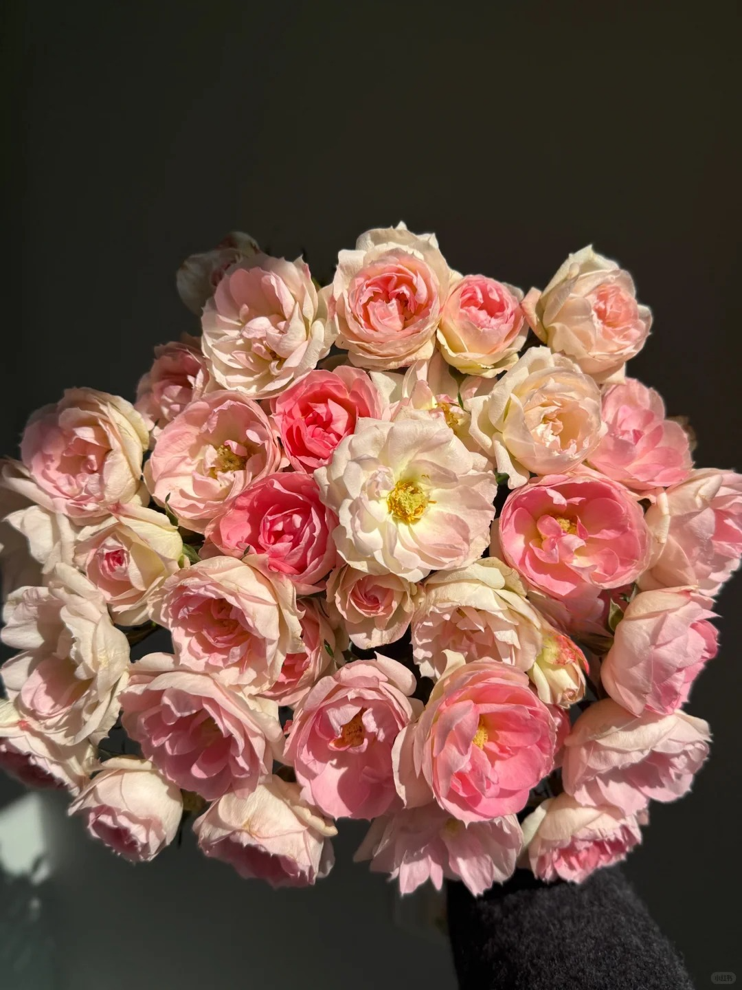 Rosa 'White Peach Ovation' 白桃妖精