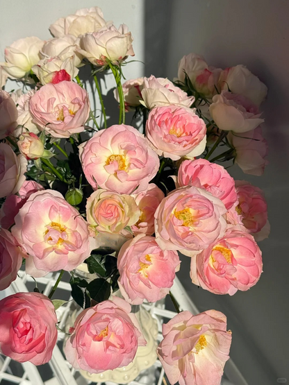 Rosa 'White Peach Ovation' 白桃妖精